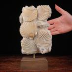 Fossiele sterfteplaat - Exclusive Fossil Slab - Pecten on, Nieuw