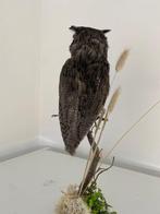 Steenuil Taxidermie volledige montage - Ptilopsis leucotis -, Verzamelen, Dierenverzamelingen, Nieuw