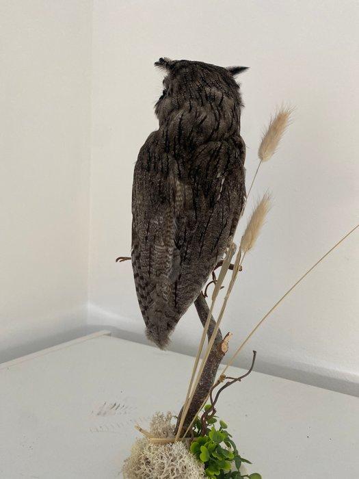 Steenuil Taxidermie volledige montage - Ptilopsis leucotis -, Verzamelen, Dierenverzamelingen