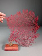 Uitzonderlijke rode gorgonian Koraal - Acabaria biserialis, Verzamelen, Nieuw