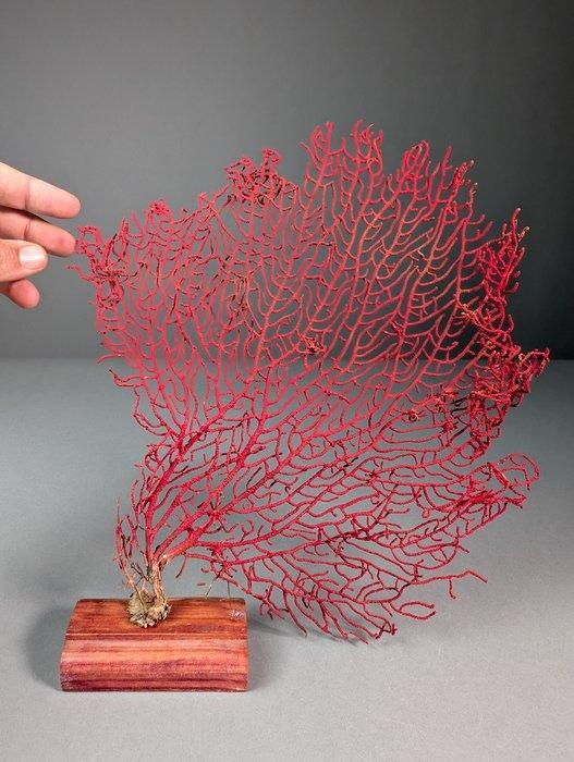 Uitzonderlijke rode gorgonian Koraal - Acabaria biserialis, Verzamelen, Dierenverzamelingen