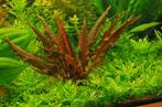 Cryptocoryne Mi oya Limited Edition  - In Vitro 1-2 grow!, Nieuw, Verzenden