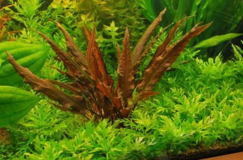 Cryptocoryne Mi oya Limited Edition  - In Vitro 1-2 grow!, Dieren en Toebehoren, Vissen | Aquaria en Toebehoren, Nieuw, Verzenden