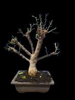 Bougainvillea Mini Thai - Hoogte (boom): 30 cm - Diepte, Antiek en Kunst
