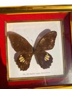 Papillon Support mural pour taxidermie - Morpho Helenor -