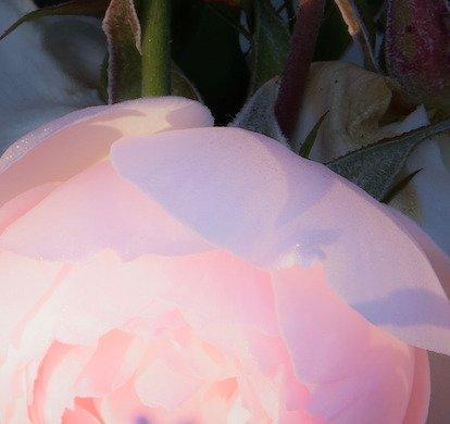 Diane Pfister - Crown Estate Collection No. 1235-E, Antiek en Kunst, Kunst | Designobjecten