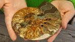 Ammoniet - Gefossiliseerd dier - Aioloceras (Cleoniceras)