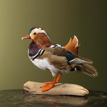 Mandarijneend Taxidermie Opgezette Dieren By Max, Ophalen of Verzenden, Opgezet dier