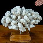 Natuurlijke takken van wit koraal - Acropora Florida, op
