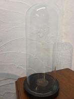 Globe - stolp - antiek - 1901-1920 - Antieke ronde stolp, Antiek en Kunst