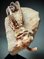 Crinoide - Fossiel skelet, Collections