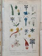Francois Pierre Chaumeton / Ernestine Panckoucke - Lot with, Antiek en Kunst