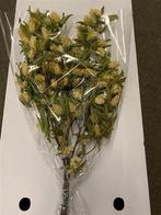 Hop Carpinus in hoes blad droogbloem, Nieuw