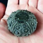 Indrukwekkende zee-egel!!! - Uitzonderlijke grootte voor, Verzamelen