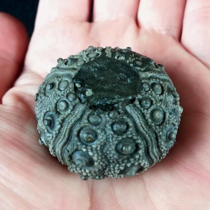 Indrukwekkende zee-egel!!! - Uitzonderlijke grootte voor, Verzamelen, Mineralen en Fossielen