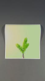 Téber - Kiwi Palm at Sunrise · No Reserve