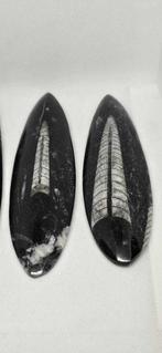 Squelette fossile - Orthoceras (Sans prix de réserve)