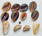 Coquillages Coquillage marin - Cauris (Sans prix de réserve), Antiek en Kunst