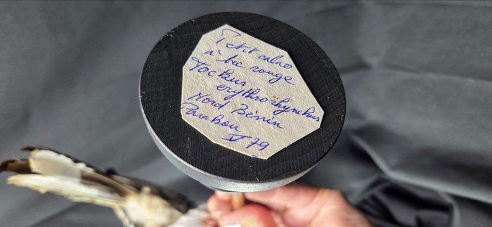 Noordelijke Rode-bekhoornvogel, opgezette vogel onder, Verzamelen, Dierenverzamelingen