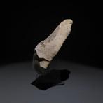 Néolithique Silex Outil. Spiennes, 4500-3500 av. J.-C.