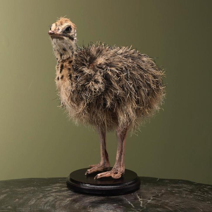 Struisvogel Kuiken Taxidermie Opgezette Dieren By Max, Verzamelen, Dierenverzamelingen, Opgezet dier, Nieuw, Vogel, Ophalen of Verzenden