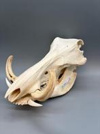 Wrattenzwijn Schedel - Phacochoerus africanus - 20 cm - 20
