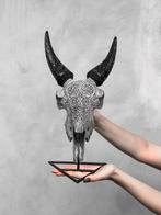 Geen reserveprijs - Authentieke grijze geiten schedel, met