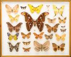 Collection Moth - Papillons du monde - Entomologie, Collections, Collections Animaux