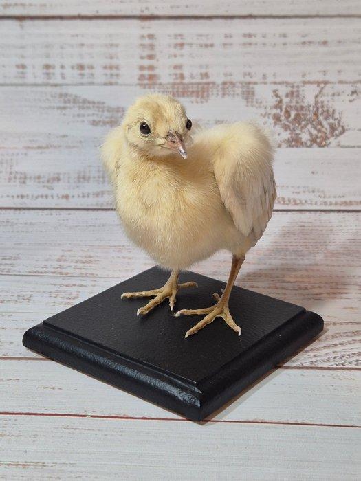 Kip Taxidermie volledige montage - Gallus gallus domesticus, Verzamelen, Dierenverzamelingen