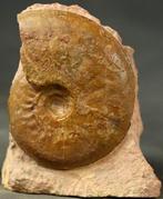 Fijnste en kleurrijke Juraanse ammoniet - Gefossiliseerd