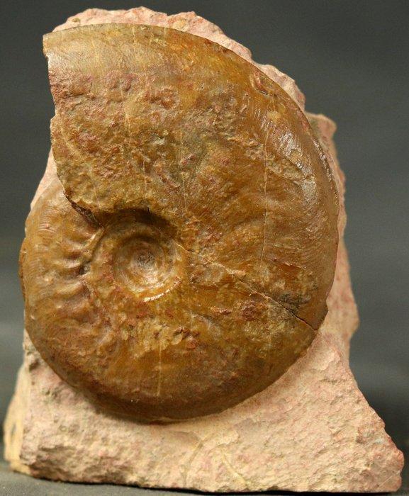 Fijnste en kleurrijke Juraanse ammoniet - Gefossiliseerd, Verzamelen, Mineralen en Fossielen