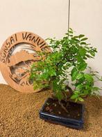 Sageretia bonsai (Sageretia theezans) - Hoogte (boom): 33 cm