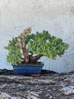 Jeneverbes bonsai (Juniperus) - Hoogte (boom): 17 cm -