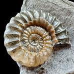 Ammoniet - Gefossiliseerde schelp - Promicroceras, Verzamelen