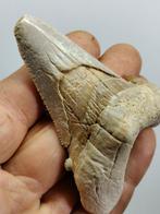 Enorm exemplaar van de voorouder van Megalodon - Fossiele, Verzamelen