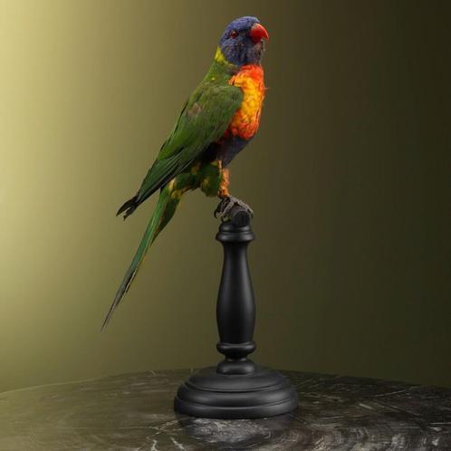 Lori van de Blauwe Bergen Taxidermie Opgezette Dieren By Max, Verzamelen, Dierenverzamelingen, Opgezet dier, Nieuw, Vogel, Ophalen of Verzenden