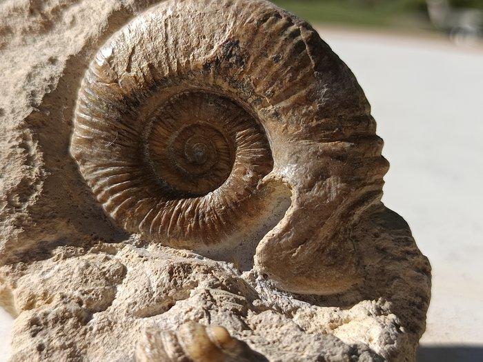 Ammoniet - Fossiele matrix, Verzamelen, Mineralen en Fossielen