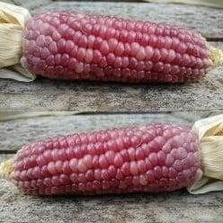 Zea Pofmais Little Miss Muffet decoratieve pofmais 100 zaden, Hobby & Loisirs créatifs, Bricolage