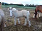 Veulen-poulain tinker/Irish Cob, Animaux & Accessoires, Chevaux & Poneys | Guêtres en cloche