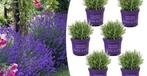 6 winterharde lavendelplanten (10 - 15 cm)