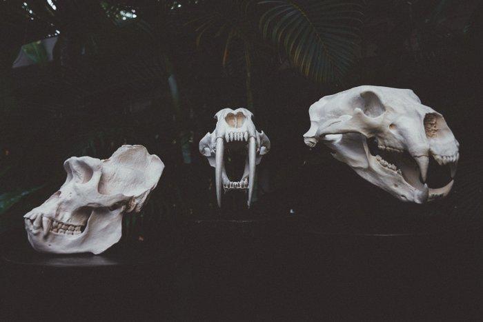 Geen minimumprijs - Indrukwekkende replica van een, Antiek en Kunst, Curiosa en Brocante