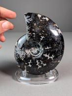 Ammonite en hématite - Coquillage fossilisé - Aioloceras, Collections, Minéraux & Fossiles