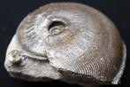 Top qualité - ammonite jurassique - Coquillage fossilisé -