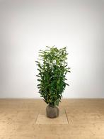 prunus genolia laurier smal opgaande laurier soort, Haag, Laurier, Ophalen, 100 tot 250 cm