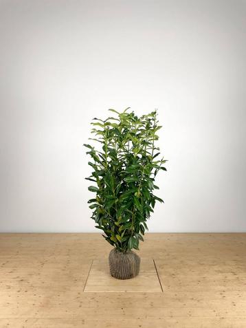 prunus genolia laurier smal opgaande laurier soort, Ophalen, Haag