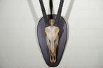 Crâne de Gemsbok Crâne de mammifère - Oryx gazella - 27 cm -, Verzamelen, Dierenverzamelingen, Nieuw