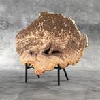 Magnifique tranche de bois pétrifié sur un socle