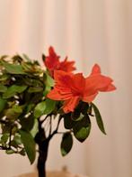 Azalea Bonsai - Hoogte (boom): 21 cm - Diepte (boom): 18 cm, Antiek en Kunst