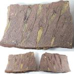 Échinodermes - Matrice de plaque fossilisée - Ascocystites, Verzamelen, Mineralen en Fossielen