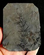 Fossiele plant met uitzonderlijk goed bewaard gebleven!! -